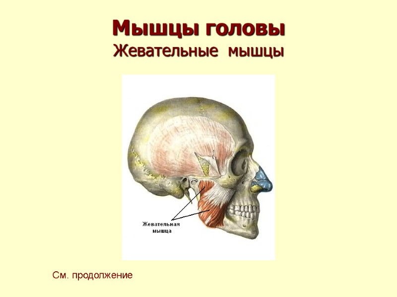 Мышцы головы Жевательные  мышцы См. продолжение